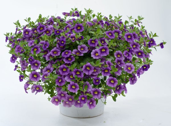 Калибрахоа Калитастик индиго