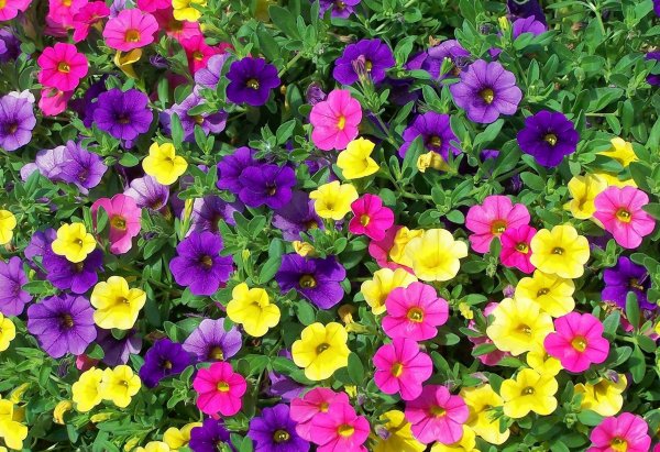 Калибрахоа Hula Amethyst