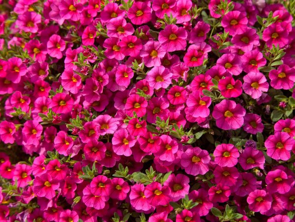 Калибрахоа цветы