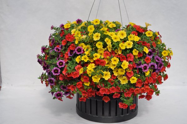 Калибрахоа ампельная махровая