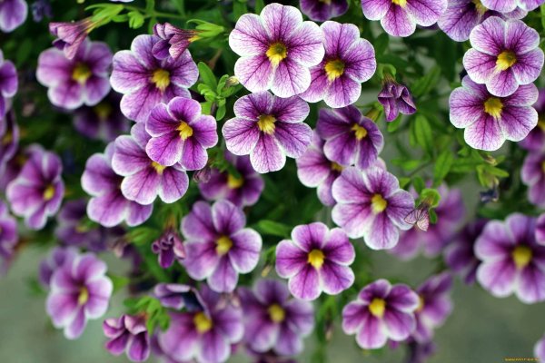 Калибрахоа Парпл