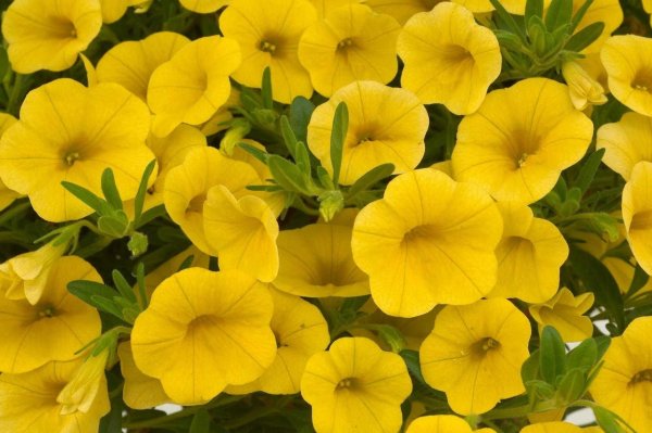 Калибрахоа Ноа Сансет