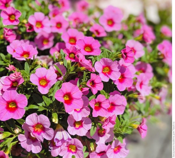 Калибрахоа Дабл Виолет