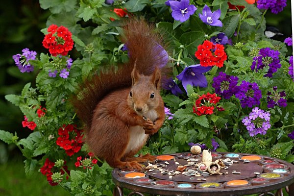 Зверюшки в цветах