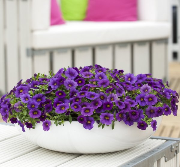 Калибрахоа ампельная махровая