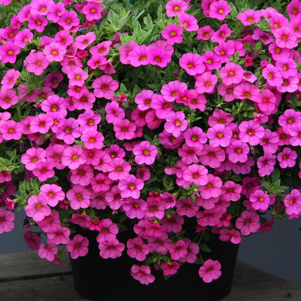 Калибрахоа ампельная