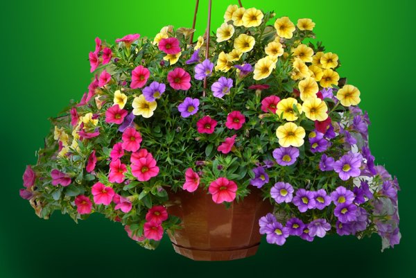 Калибрахоа ампельная