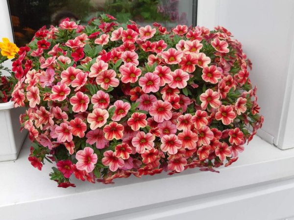 Калибрахоа ампельная махровая