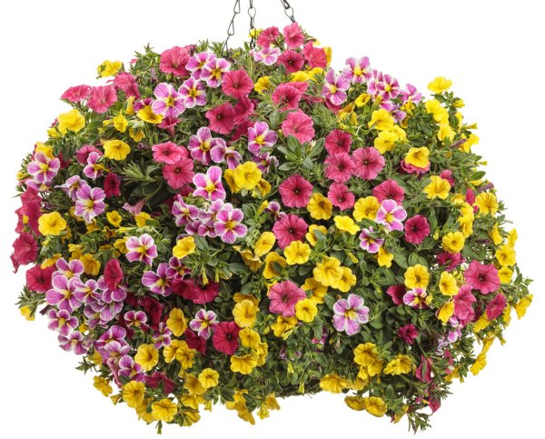 Калибрахоа цветы