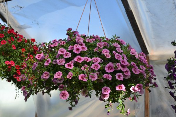 Петуния калибрахоа ампельная