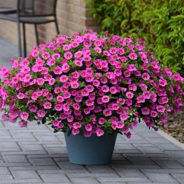 Петуния калибрахоа ампельная