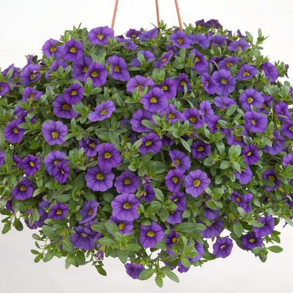 Петуния калибрахоа ампельная