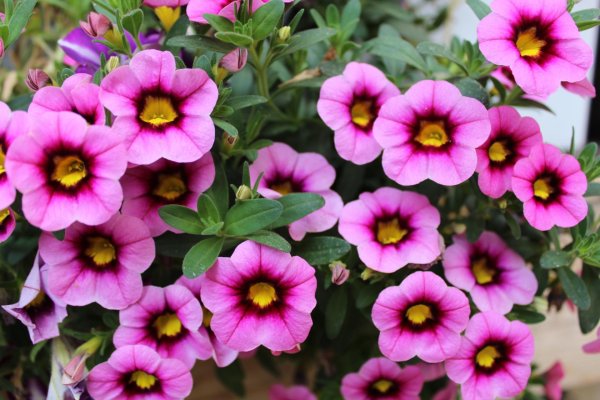 Калибрахоа Eyeconic Purple