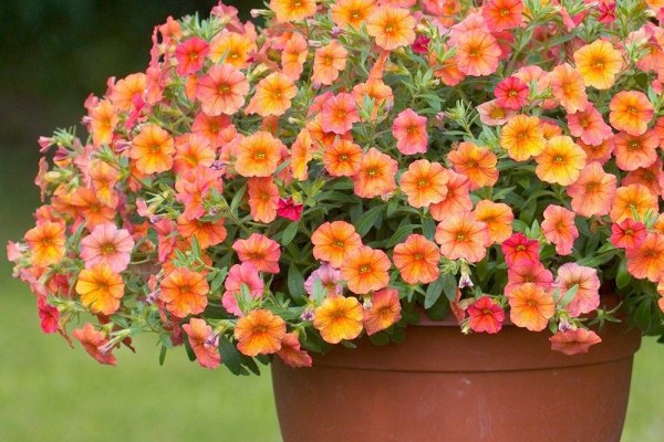 Калибрахоа Старгейзер