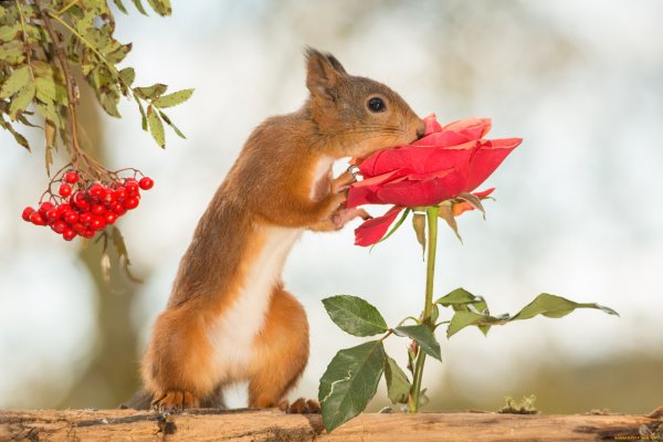 Белка и цветы