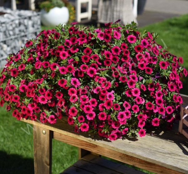 Калибрахоа ампельная