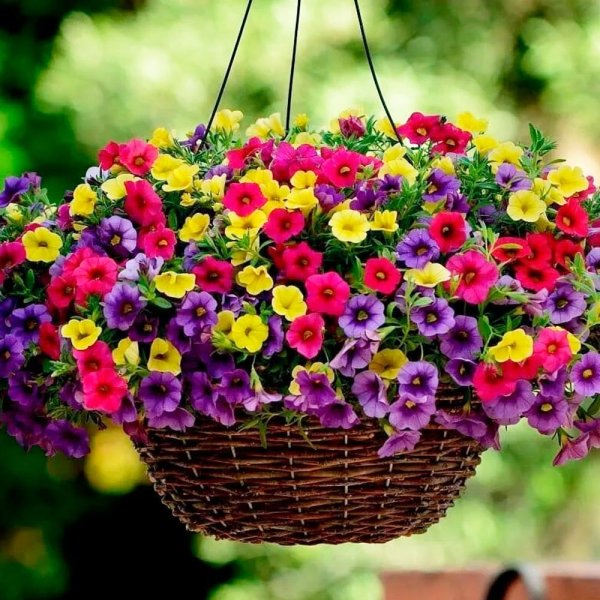 Петуния калибрахоа ампельная