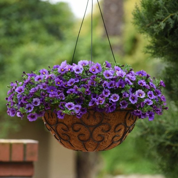 Калибрахоа Каблум