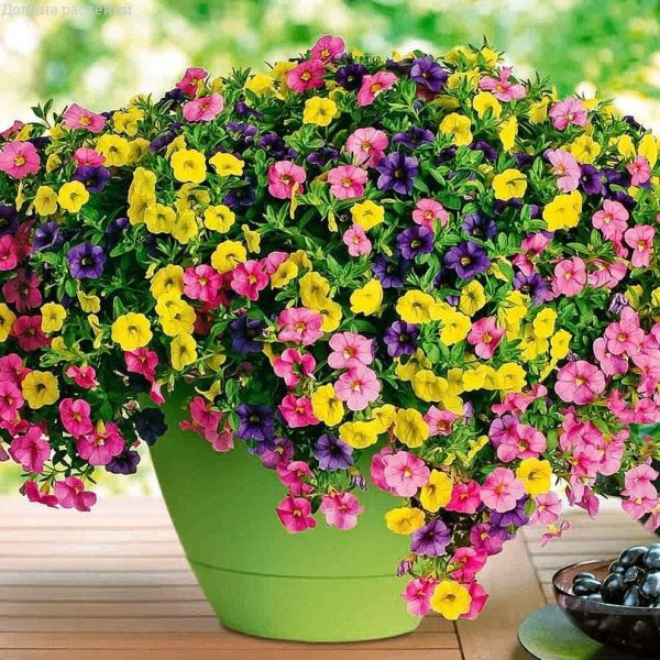 Петуния калибрахоа ампельная