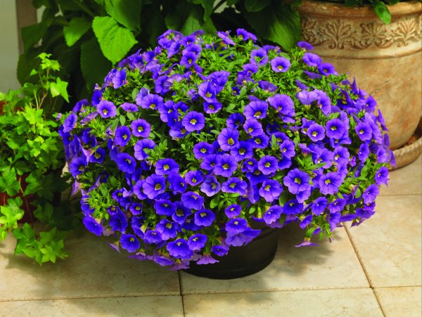 Калибрахоа Голден Еллоу