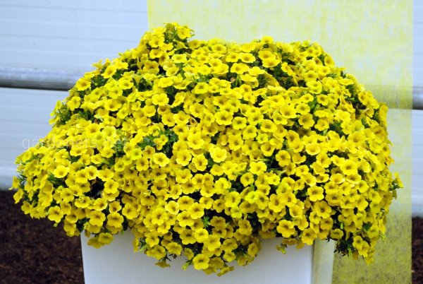 Калибрахоа ампельная