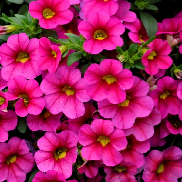 Петуния калибрахоа