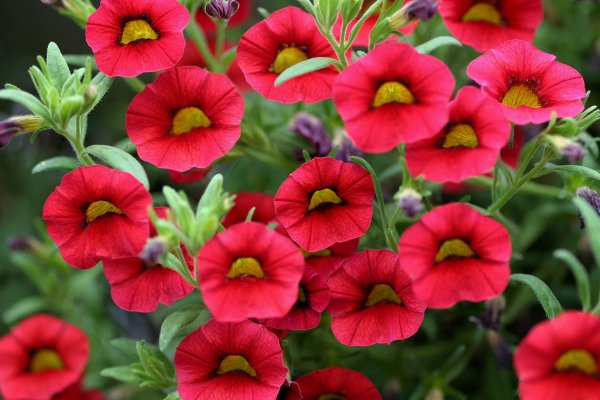 Петуния калибрахоа