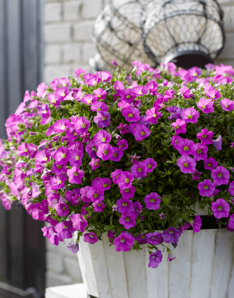 Калибрахоа ампельная махровая