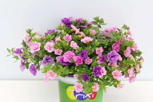 Калибрахоа Каблум черри