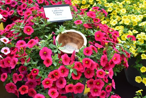 Петуния калибрахоа