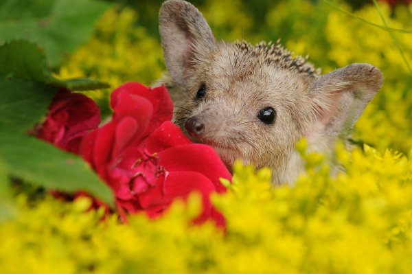 Животные с цветами