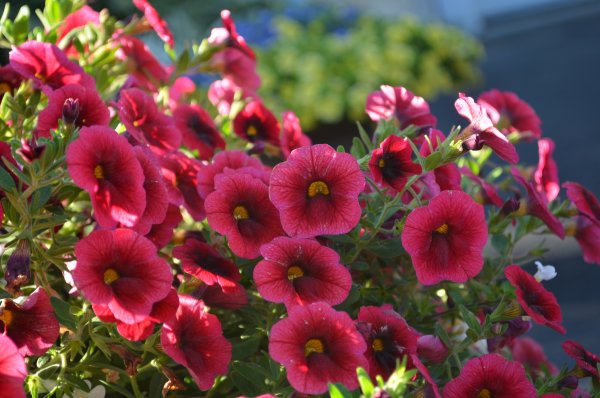 Калибрахоа ампельная белая