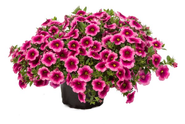 Калибрахоа гибридная