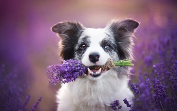 Бордер колли Зои