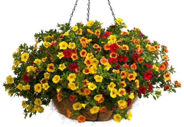 Калибрахоа ампельная