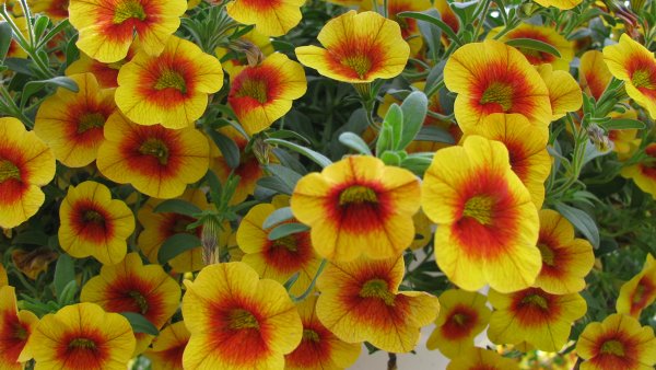 Калибрахоа Кали Еллоу