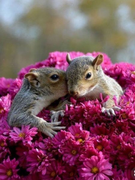 Цветы и животные