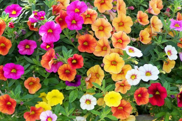 Калибрахоа Пинк Бласт