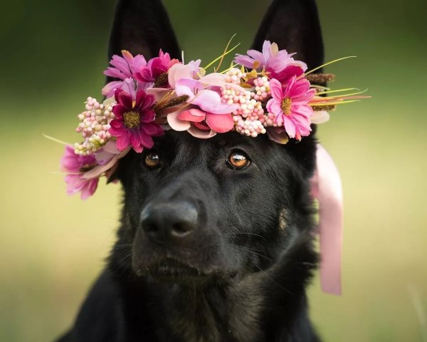 Собачка с цветочком в зубах