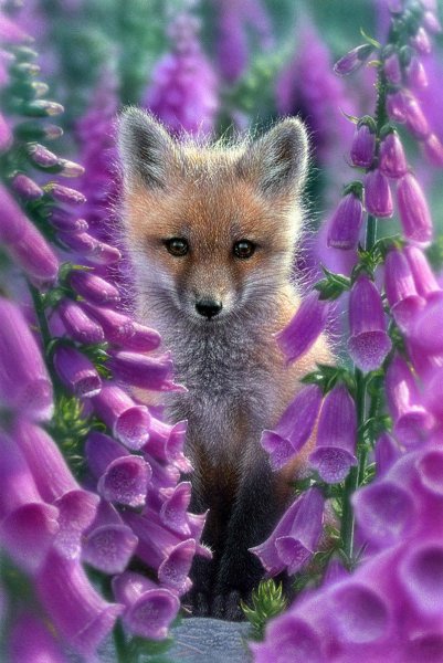 Коллин Богл художник розы