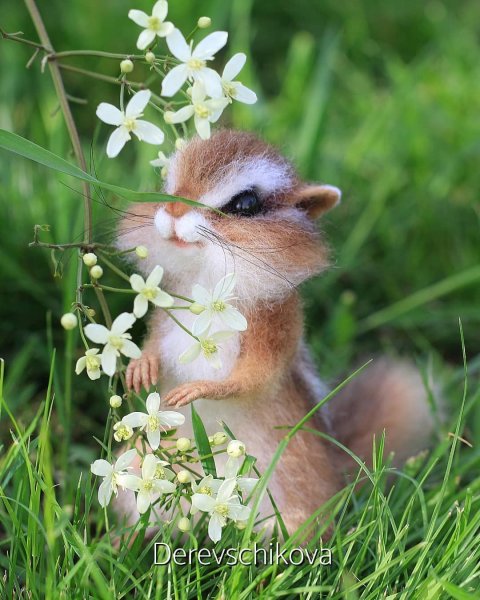 Цветы и животные