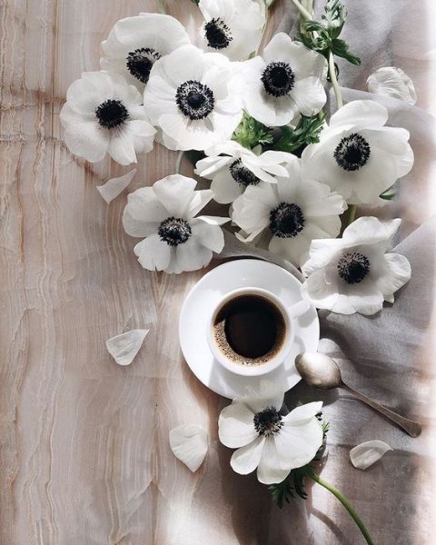 Кофейный цветок