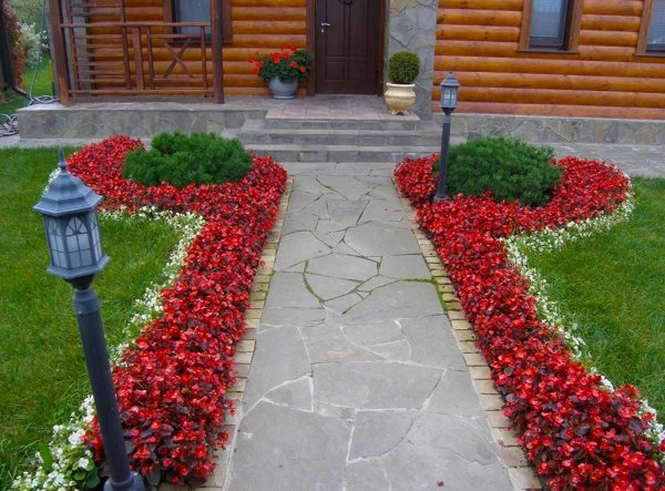 Рабатка Тунберга