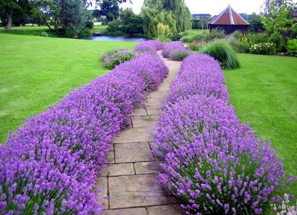 Лаванда узколистная d10 Lav