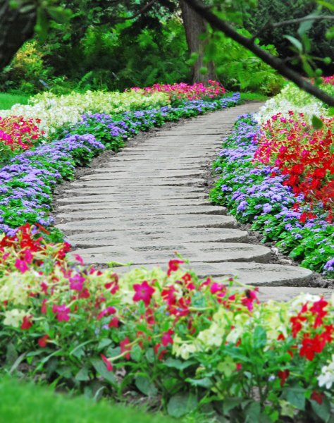 Розарий рабатка