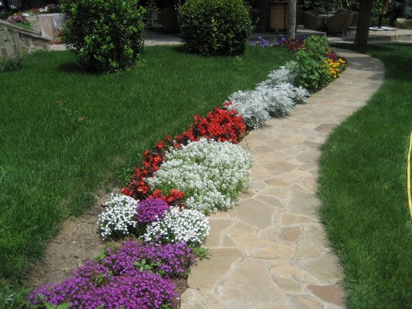 Алиссум вдоль дорожки