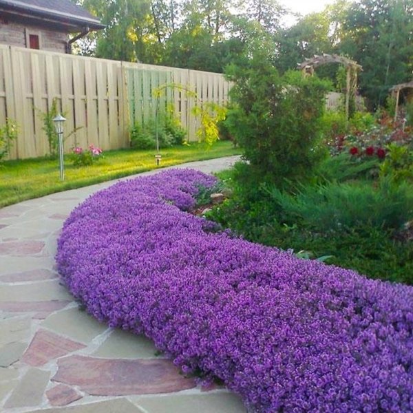 Бордюрные георгины рабаткуа