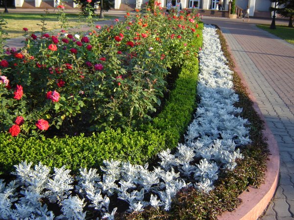 Алиссум бордюрный