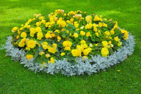 Рабатка цветник