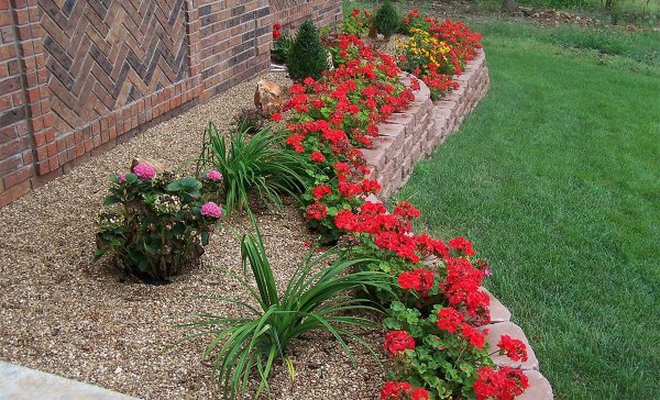 Бегония вечноцветущая на клумбе